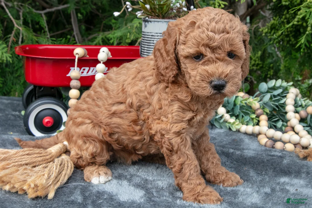 Cavapoo dogs for sale: Shay - Ad 2