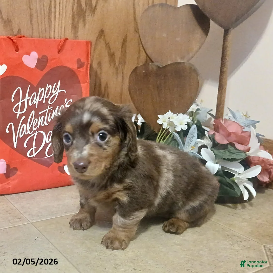 Miniature Dachshund dogs for sale: Sweetie - Ad 2