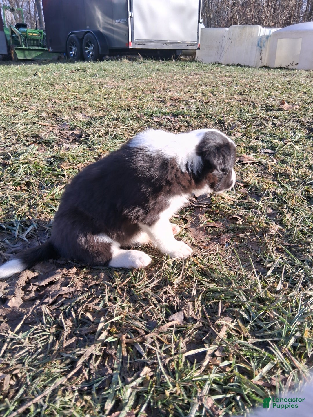 Border Collie dogs for sale: Daisy - Ad 7