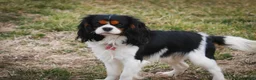 Cavalier King Charles Spaniel dogs for sale: Cherry - Ad 10