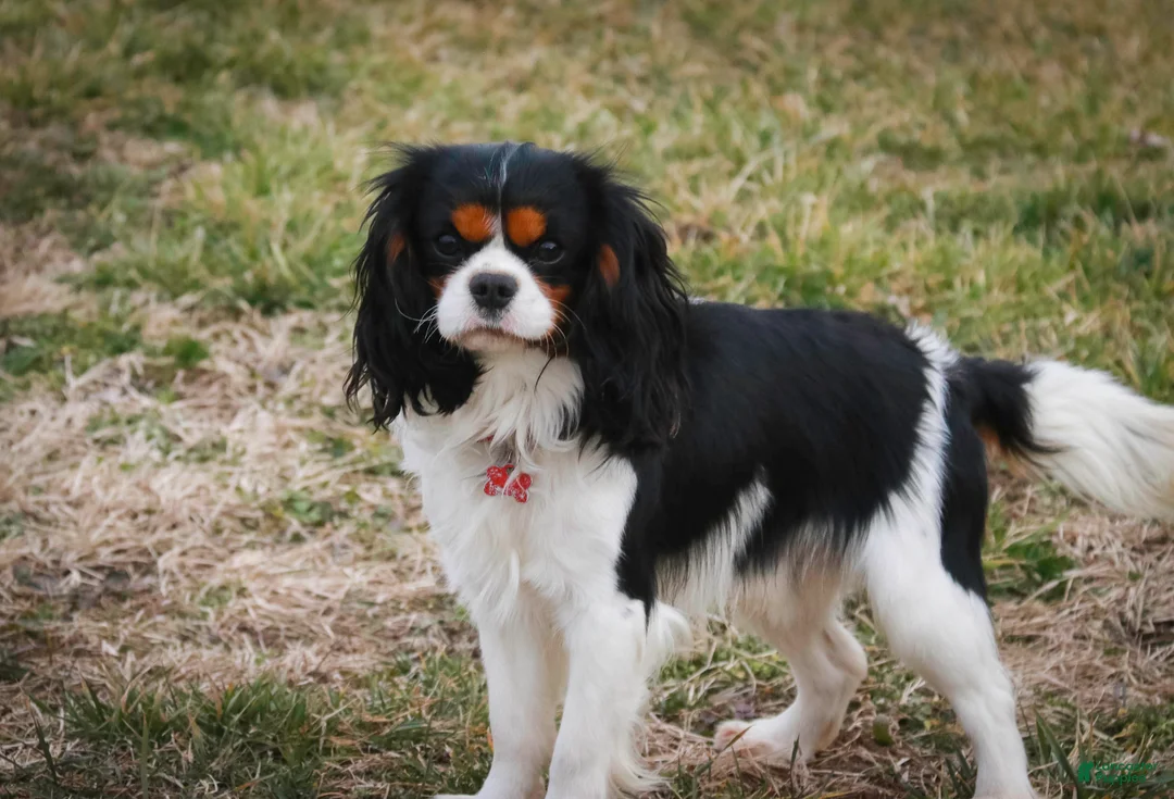 Cavalier King Charles Spaniel dogs for sale: Cherry - Ad 10