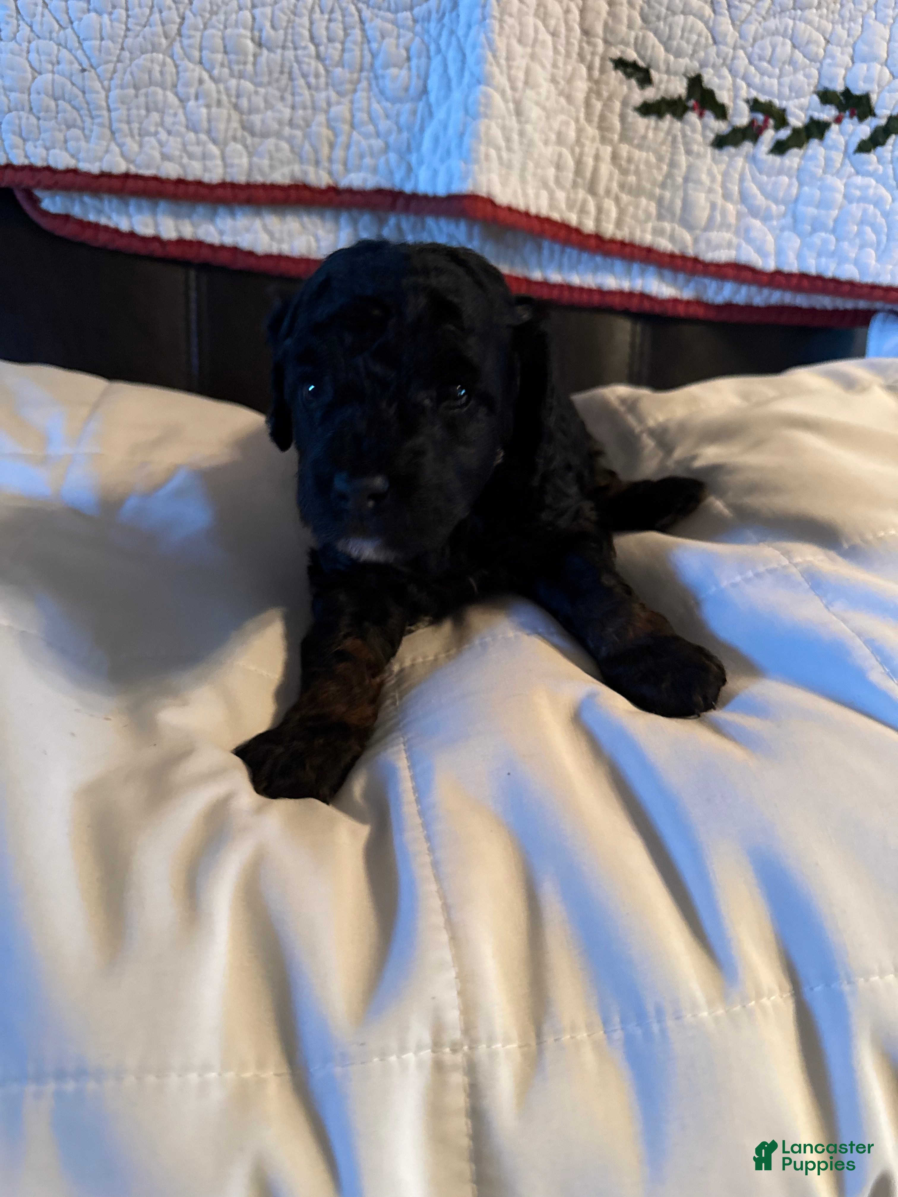 Mini Goldendoodle dogs Mini Goldendoodle Puppy 1 - Ad 13