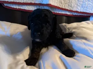 Mini Goldendoodle dogs Mini Goldendoodle Puppy 1 - Ad 13