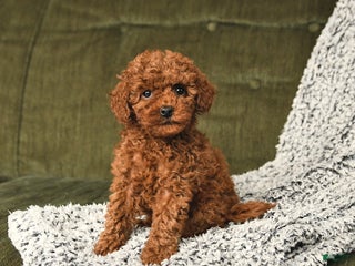 Toy Poodle dogs - Ad 26