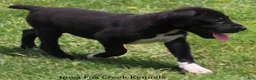 Great Dane dogs for sale: Mitzi - Ad 11