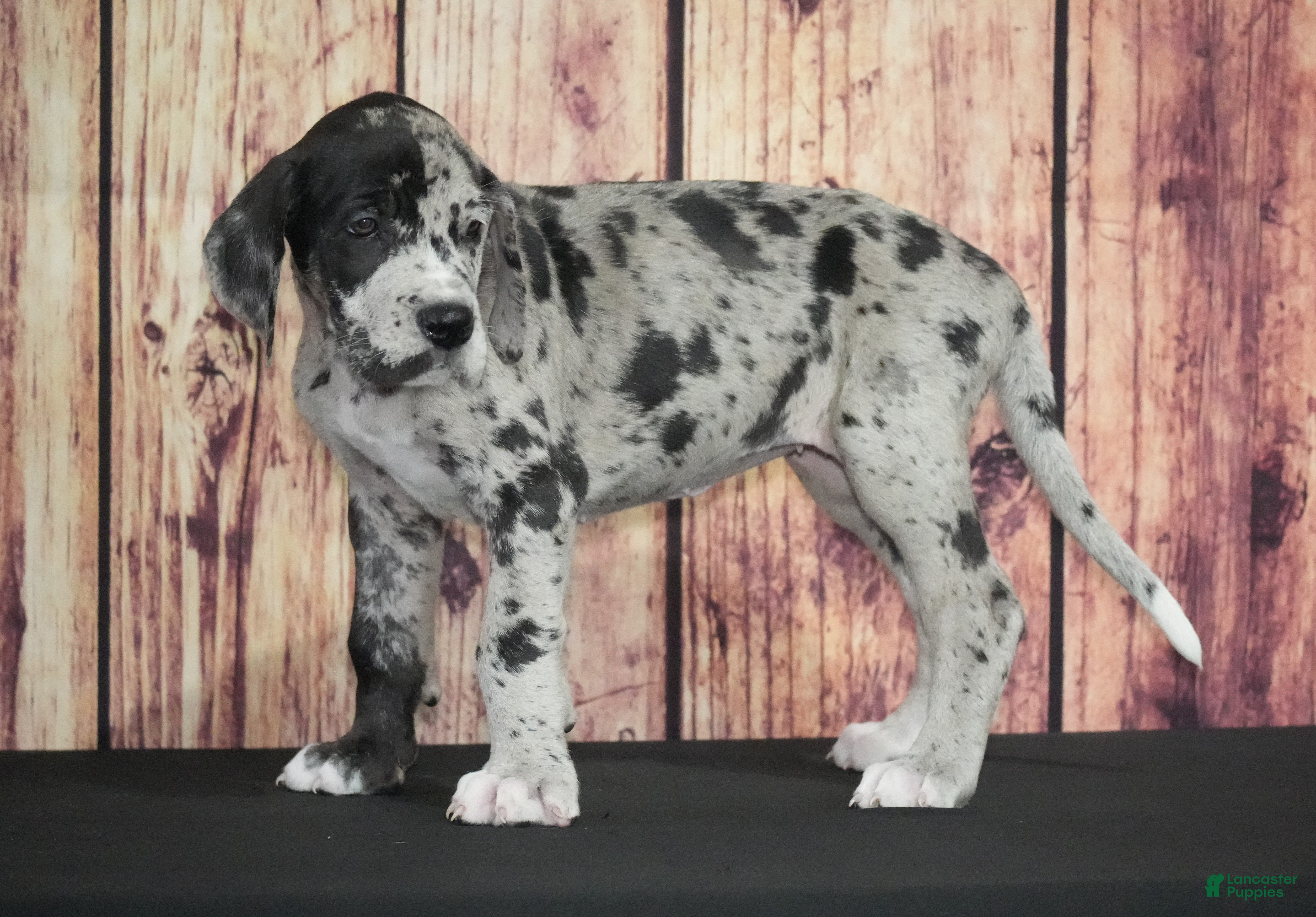 Great Dane dogs Great Dane 5 - Ad 26