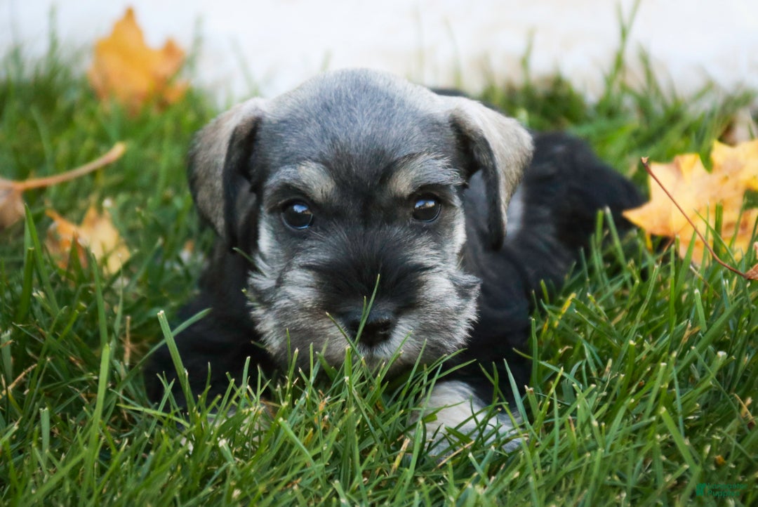 Miniature Schnauzer dogs for sale: Holly - Ad 6
