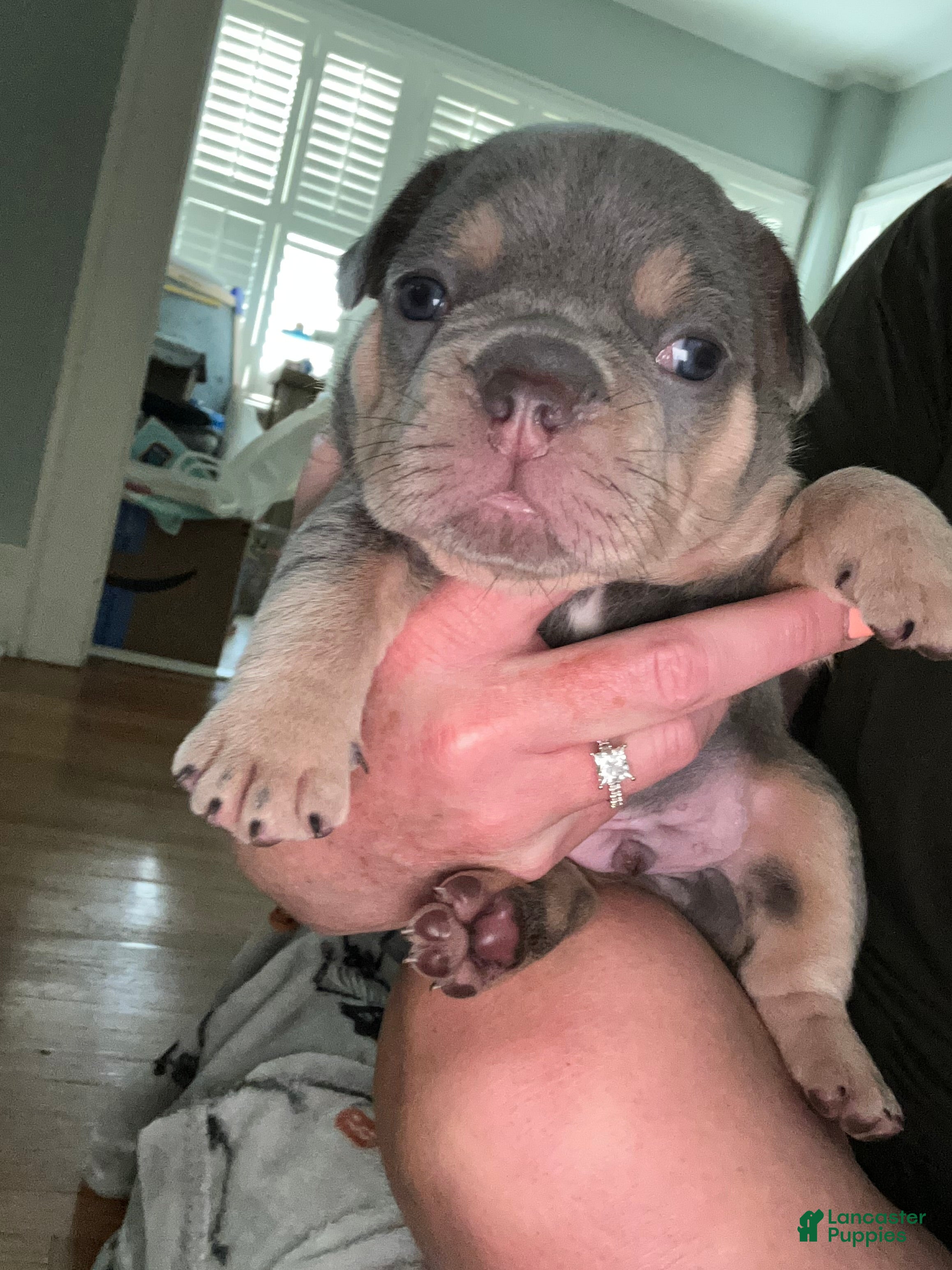 French Bulldog dogs French Bulldog 1 - Ad 2