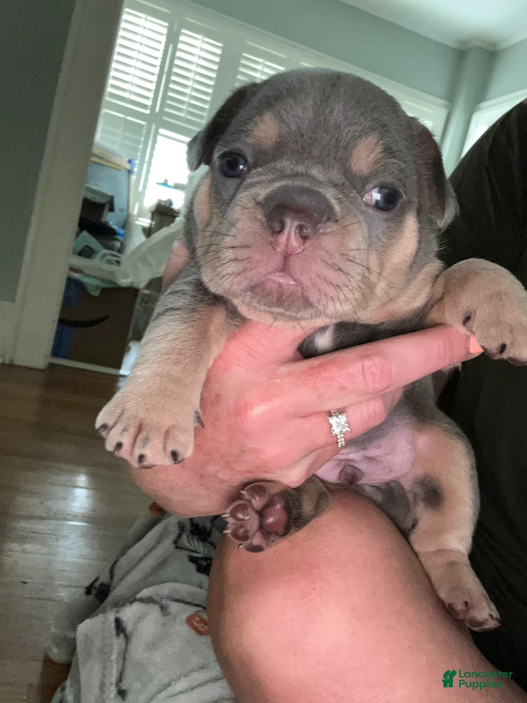 French Bulldog dogs for sale: French Bulldog 1 - Ad 2