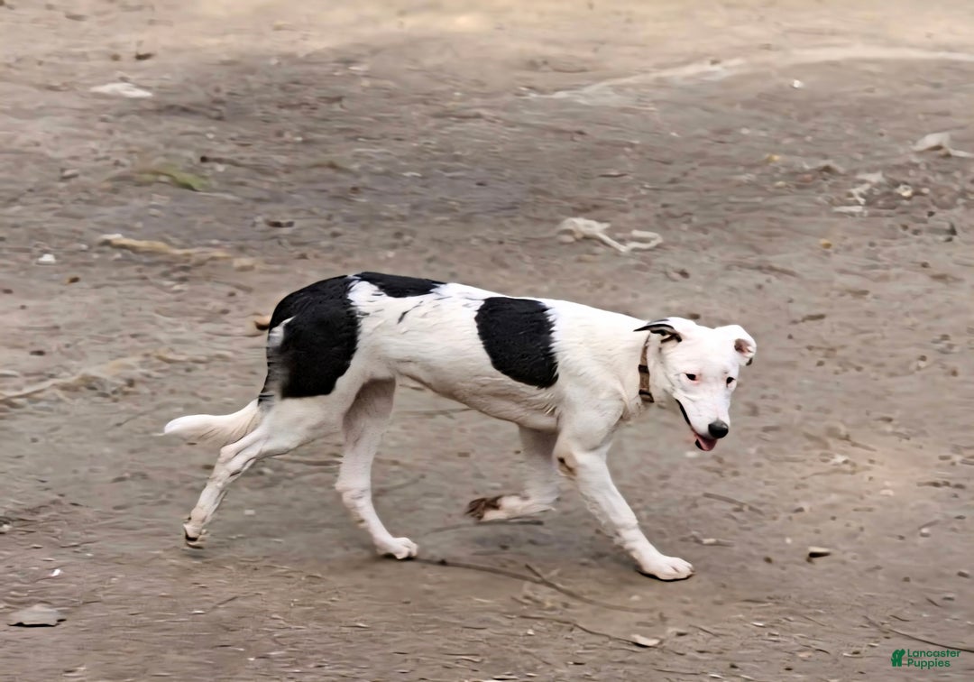 Border Collie dogs for sale: Dreami (Runt) - Ad 6