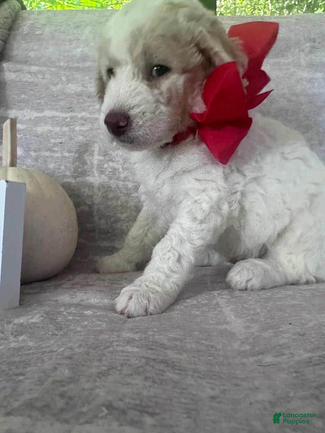Goldendoodle dogs for sale: Bricks ❤️ - Ad 2