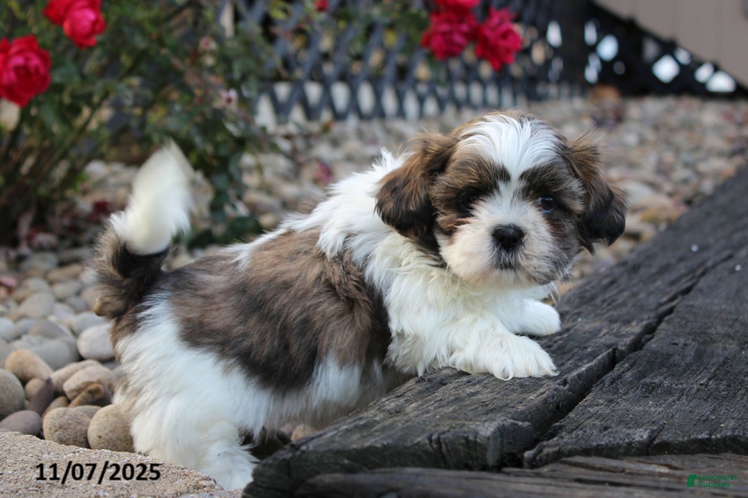 Shih Tzu dogs for sale: Cuddles - Ad 1