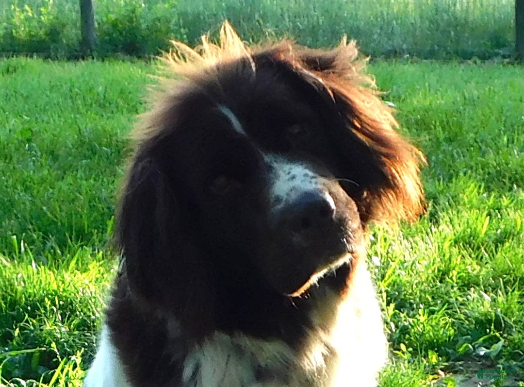 Newfoundland dogs for sale: Janie - Ad 6