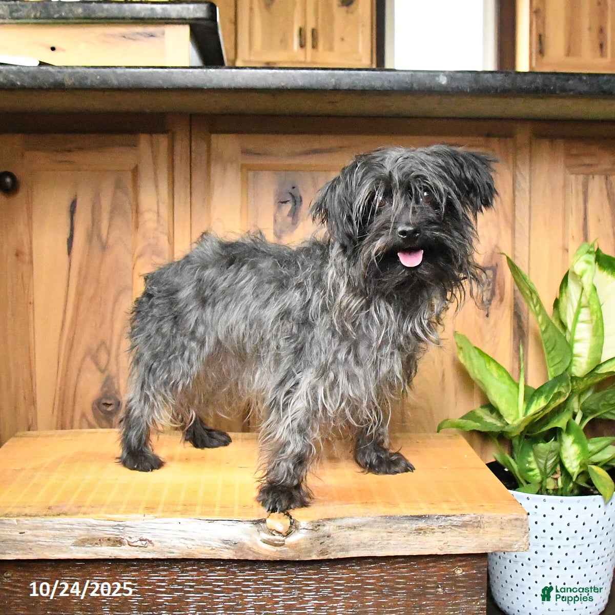 Yorkiepoo dogs Teddy - Ad 28