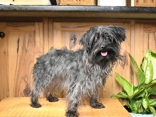Yorkiepoo dogs Teddy - Ad 27