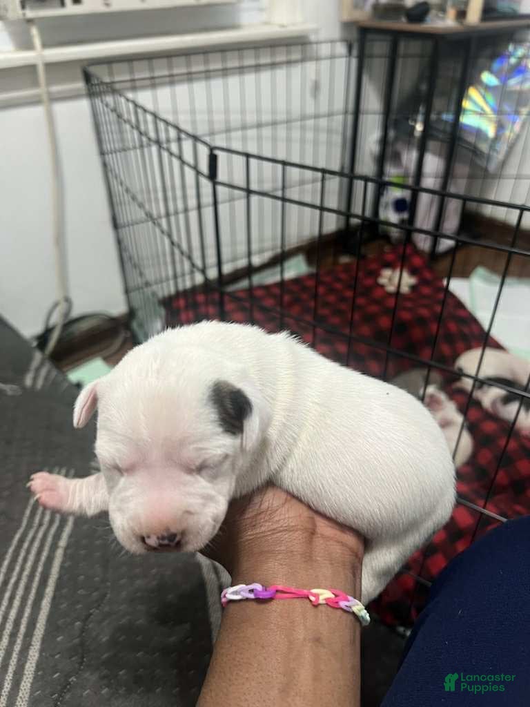 American Bully dogs Princess  - Ad 32