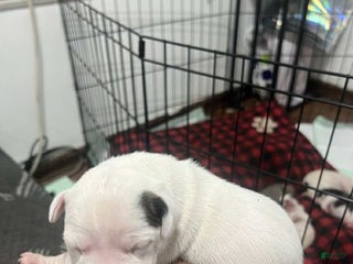 American Bully dogs Princess - Ad 12