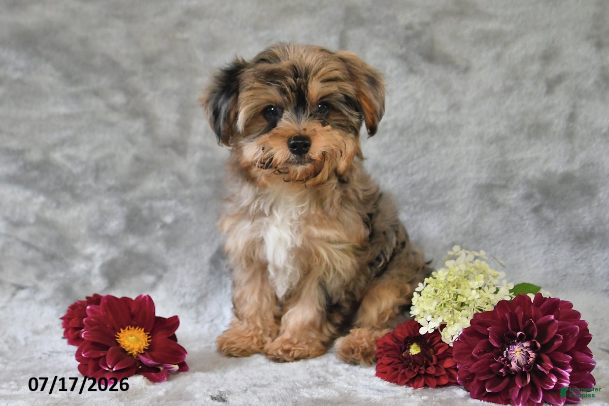 Yorkiepoo dogs Oscar - Ad 1