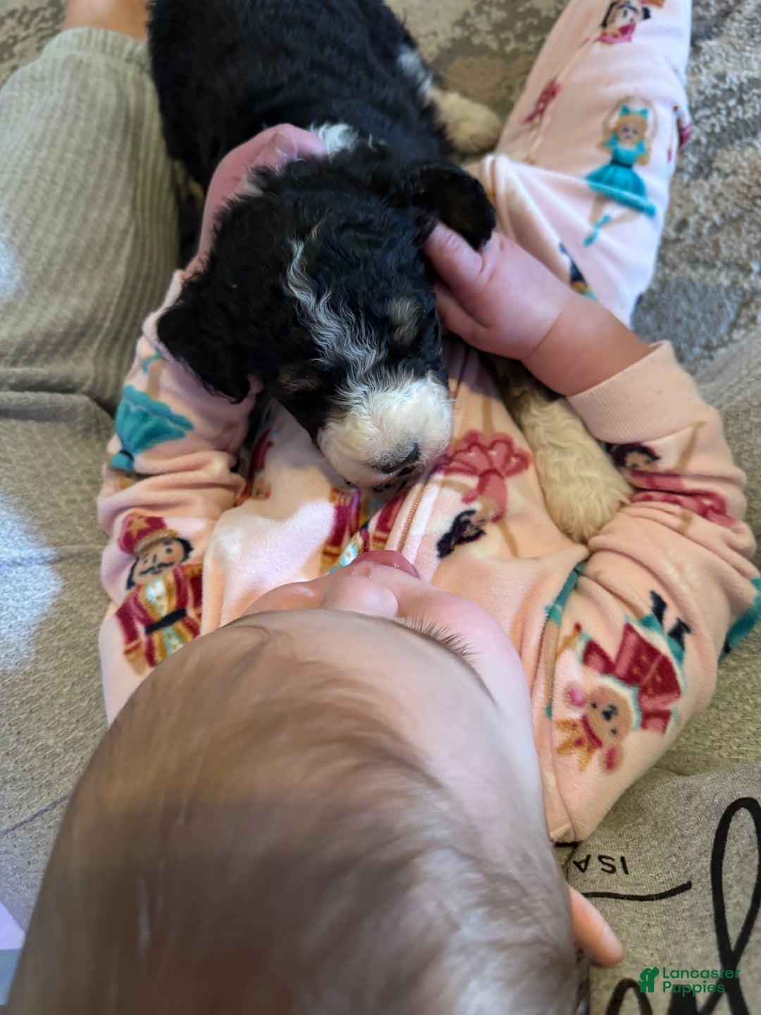 Aussiedoodle dogs for sale: Lane - Ad 8