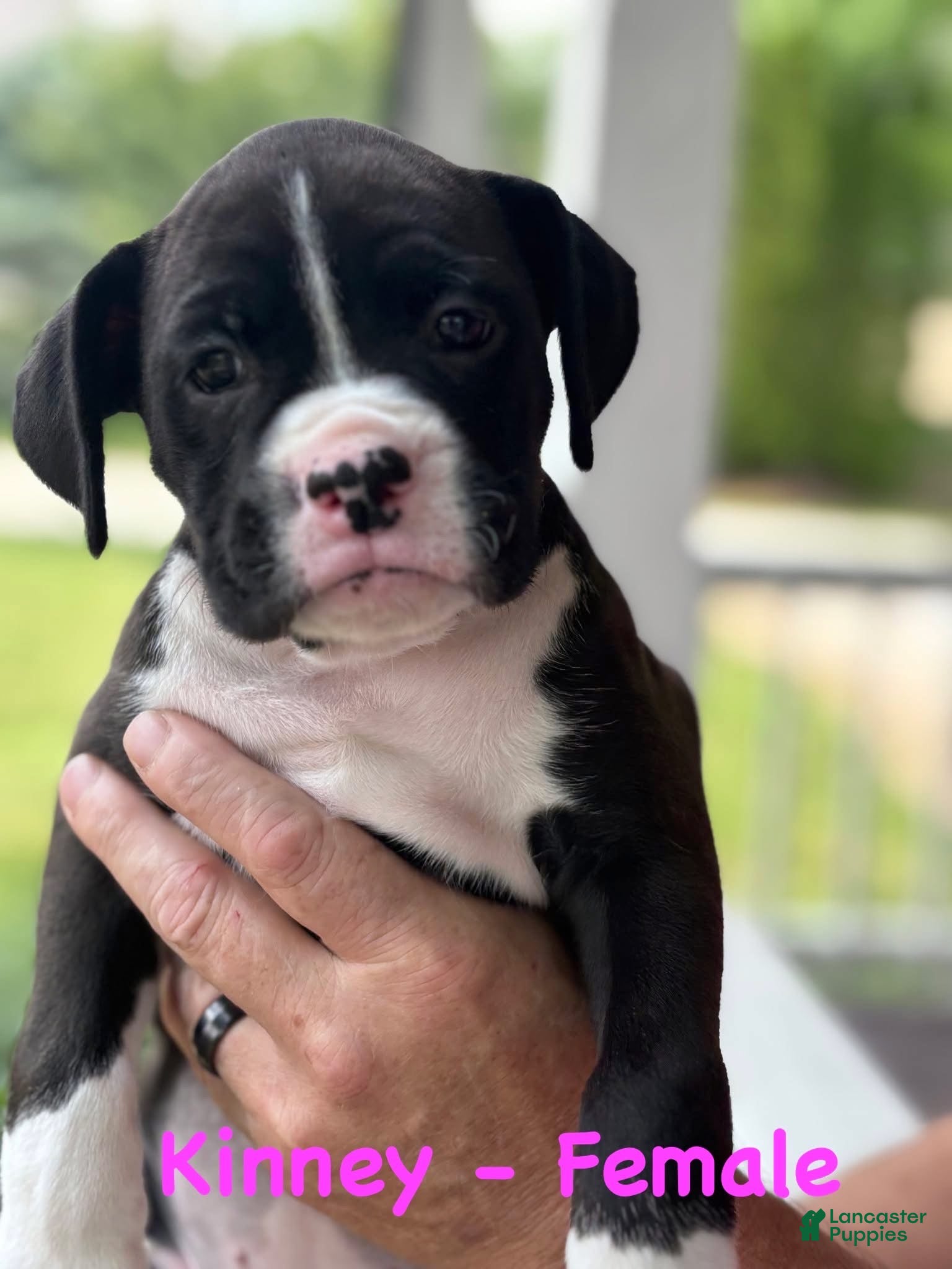 Boxer dogs Kinney - Ad 42