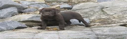 Labrador Retriever dogs for sale: Samantha Labrador Retriever  - Ad 13