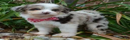 Mini Aussiedoodle dogs for sale: Mini Ava - Ad 16