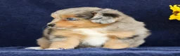 Mixed Breed dogs for sale: Candy - Ad 5