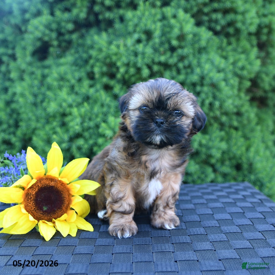 Shih Tzu dogs for sale: Coffee - Ad 1