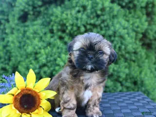 Shih Tzu dogs for sale: Coffee - Ad 1