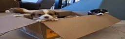 Mixed Breed dogs for sale: Black - Ad 3