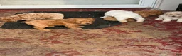 Shihpoo dogs for sale: Shihpoo 1 - chloe  - Ad 4