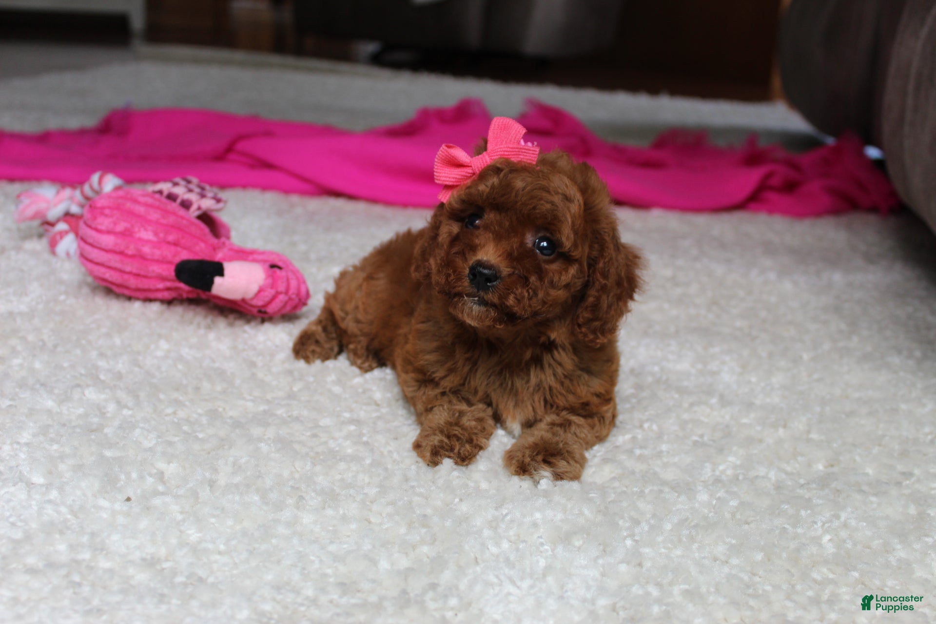 Cavapoochon dogs Molly - Ad 2