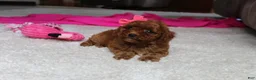 Cavapoochon dogs for sale: Molly - Ad 2