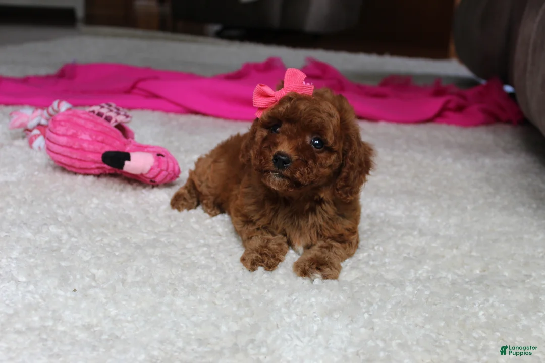 Cavapoochon dogs for sale: Molly - Ad 2