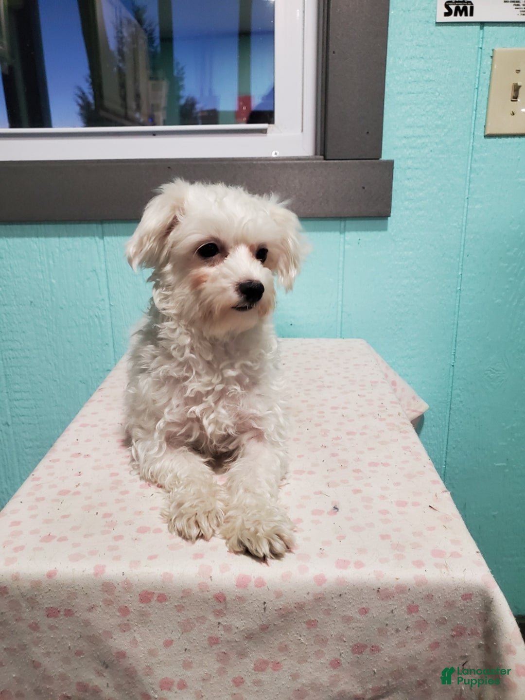 Maltese dogs for sale: Lyndon - Ad 8