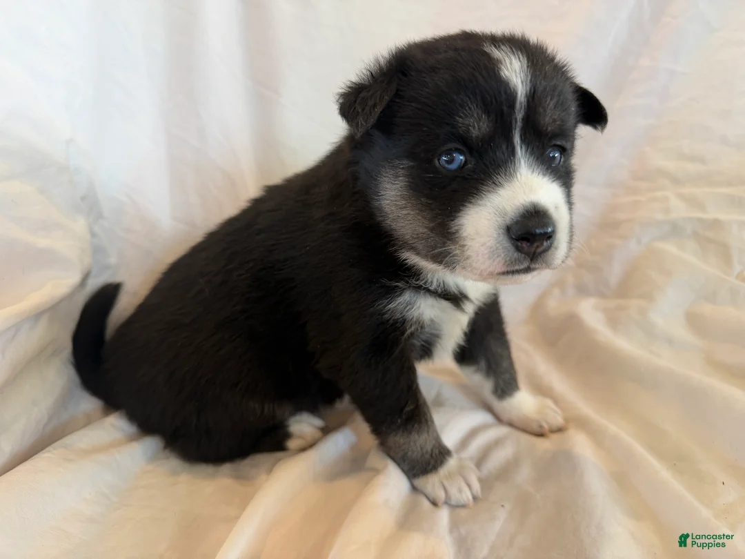 Pomsky dogs for sale: Blue - Ad 4