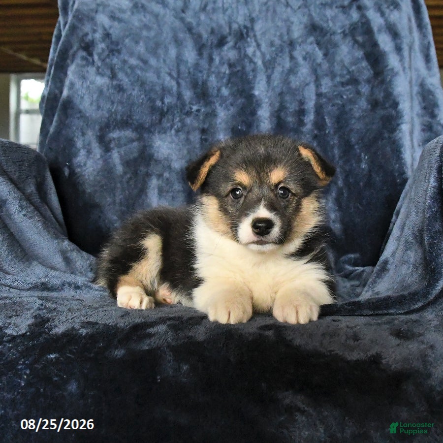 Welsh Corgi Pembroke dogs Raisin - Ad 1