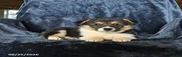 Welsh Corgi Pembroke dogs for sale: Raisin - Ad 1