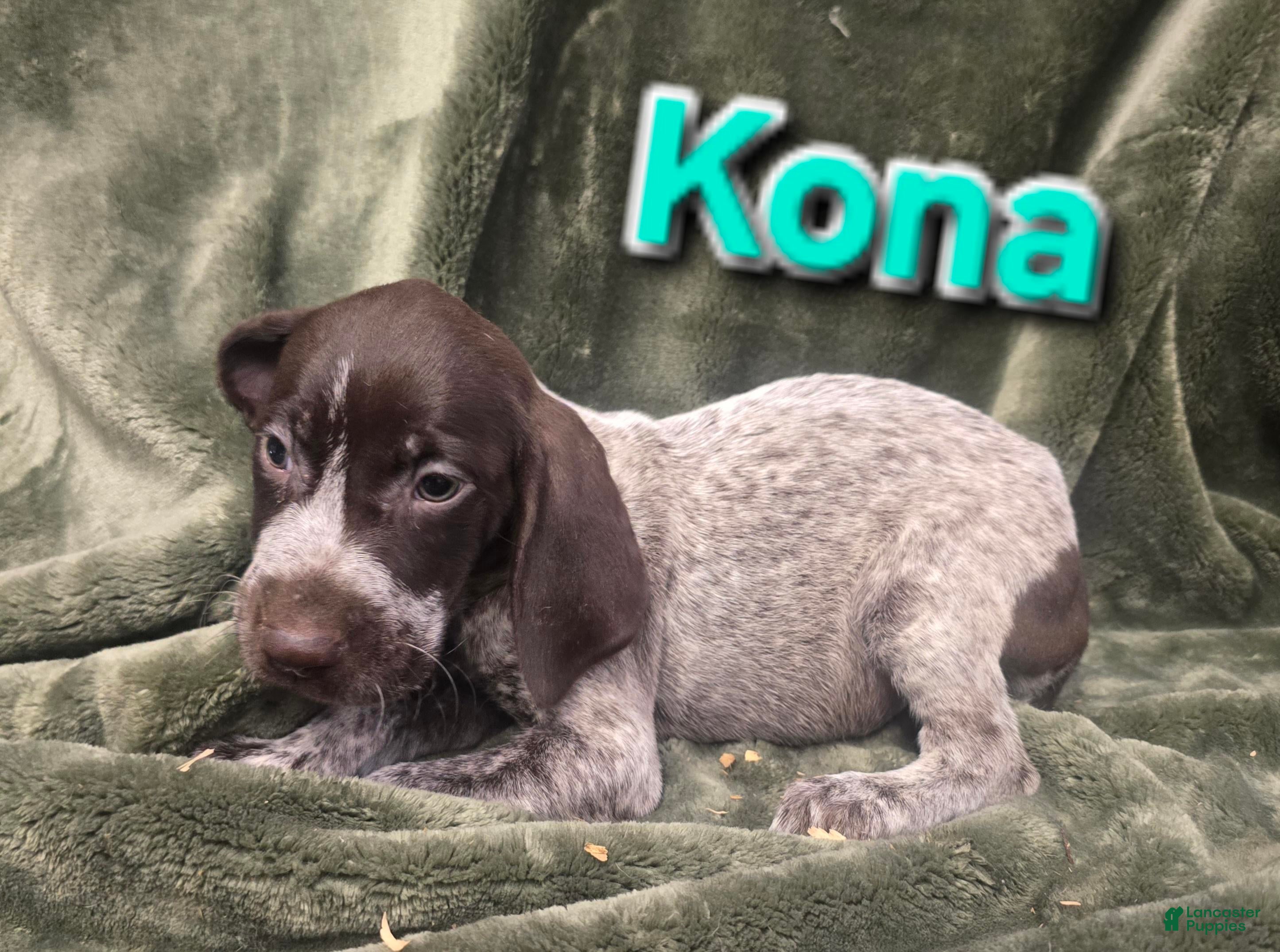 German Shorthaired Pointer dogs KONA - Ad 35