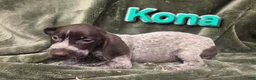 German Shorthaired Pointer dogs for sale: KONA - Ad 1