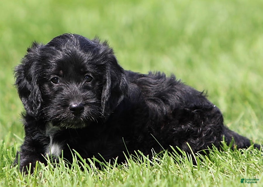 Mixed Breed dogs Beauty - Ad 1