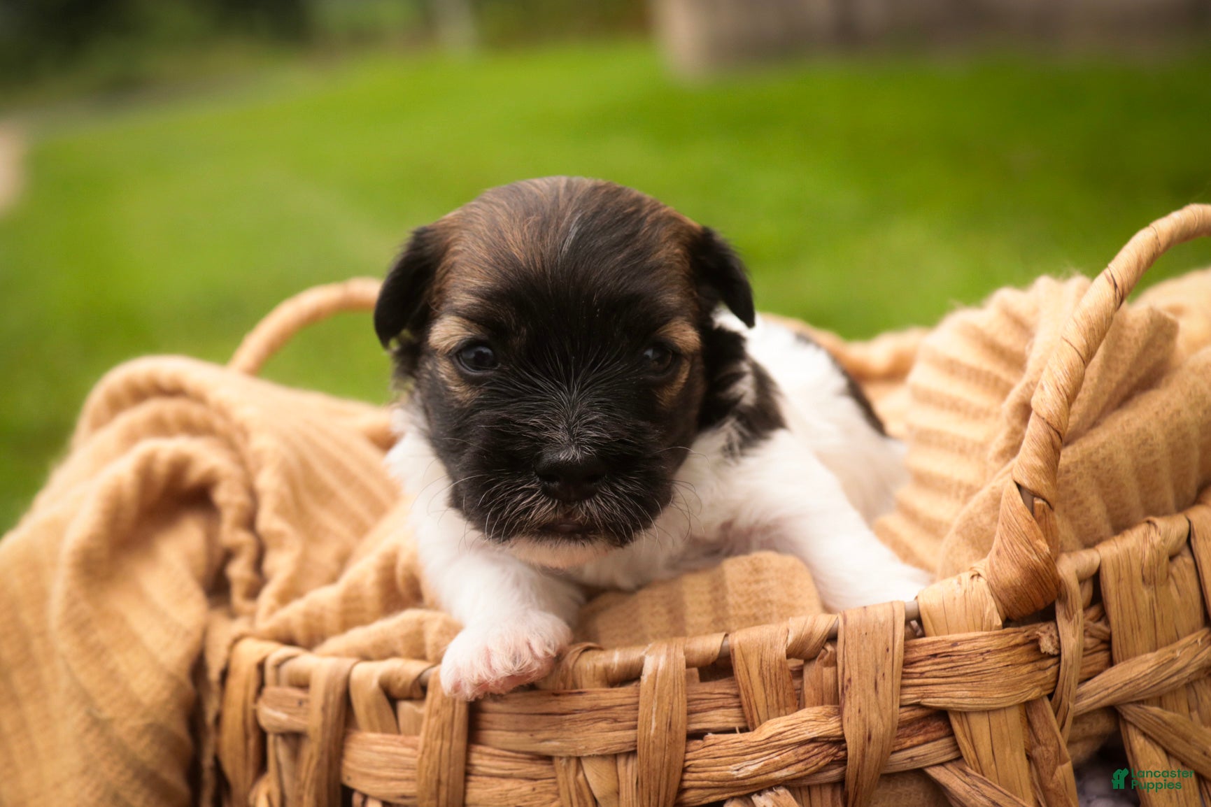 Havanese dogs Birdie Havanese  - Ad 1