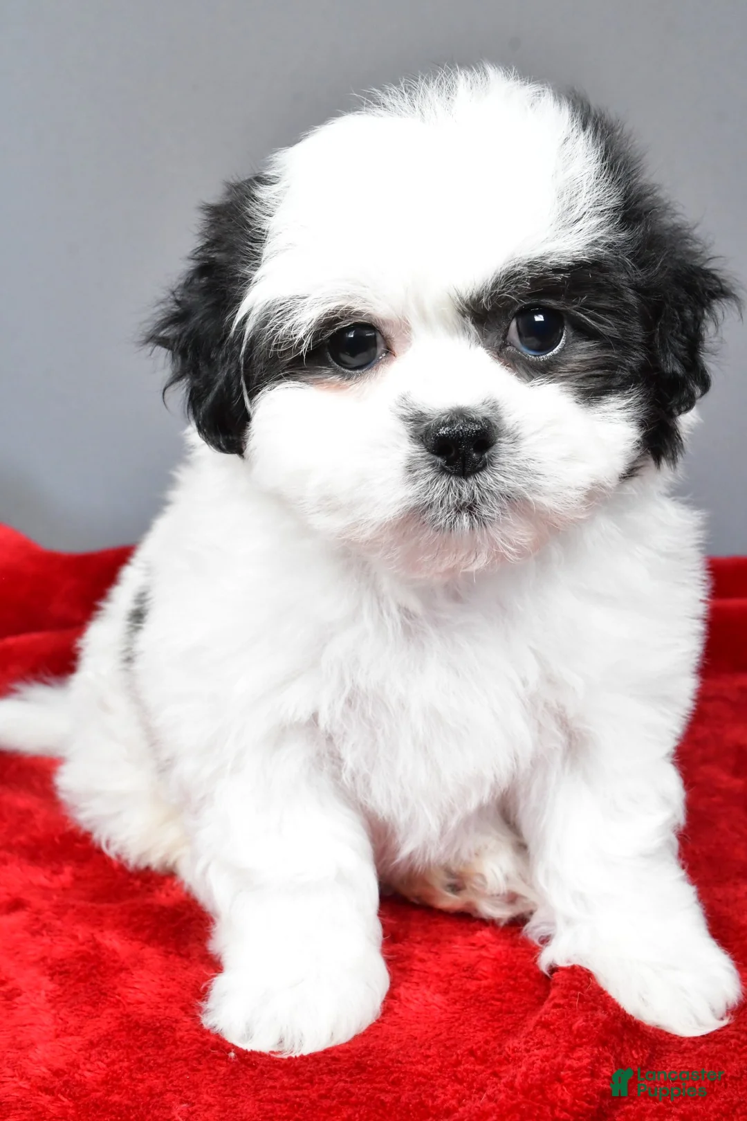 Teddy Bear dogs for sale: poppy - Ad 7