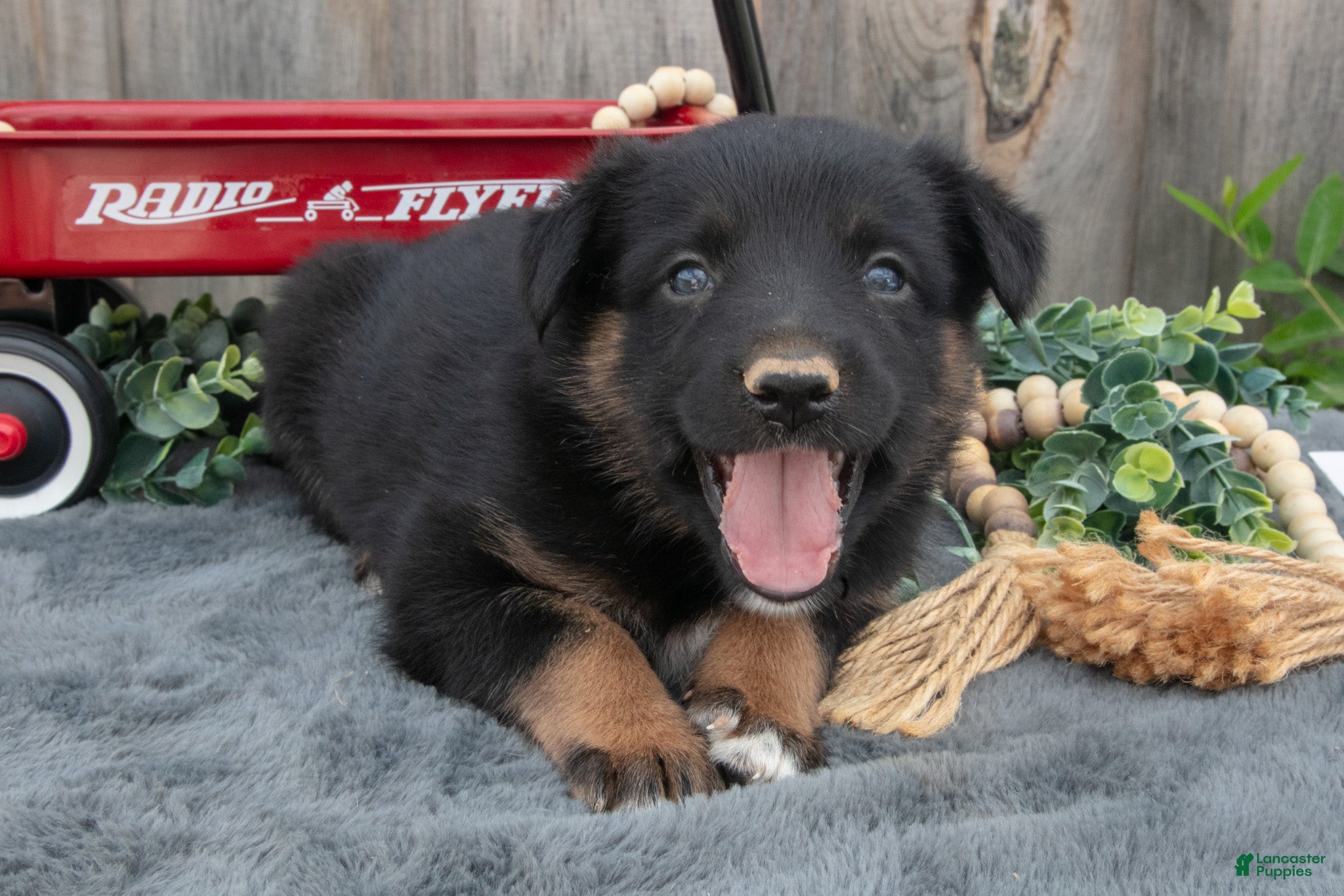 Mixed Breed dogs Gianna - Ad 2
