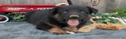 Mixed Breed dogs for sale: Gianna - Ad 2