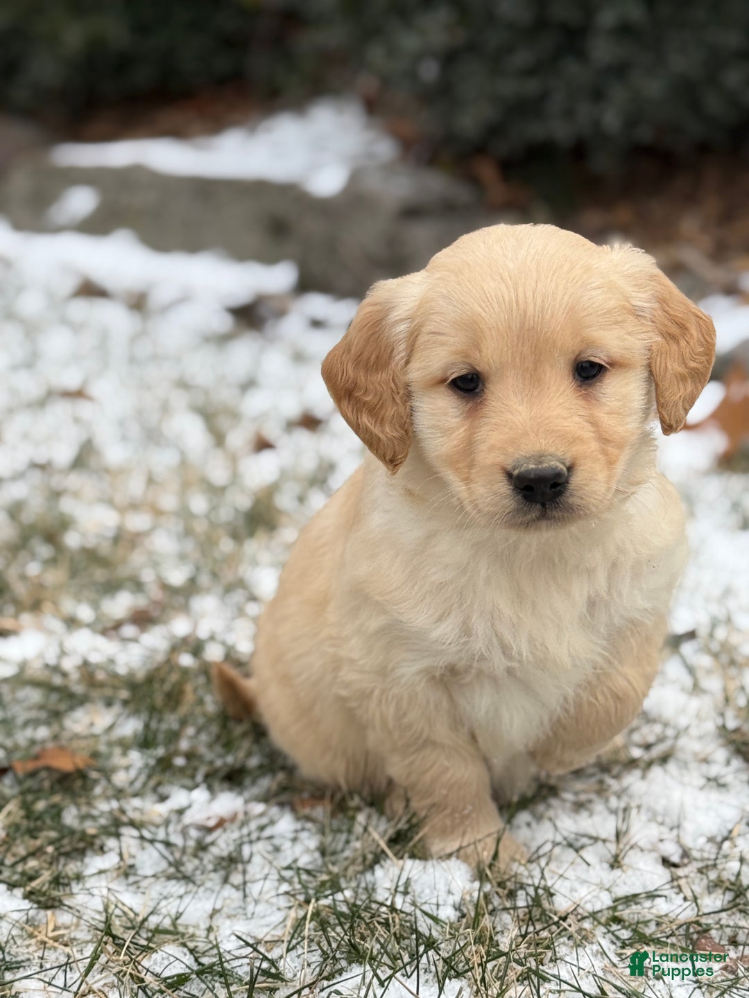 Golden Retriever dogs for sale: Sandy - Ad 6