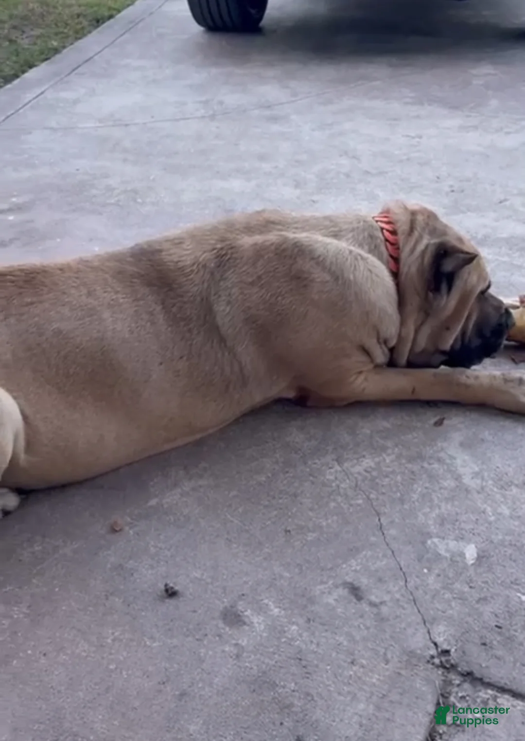 Cane Corso dogs for sale: Cane Corso Puppy 4 - Ad 2