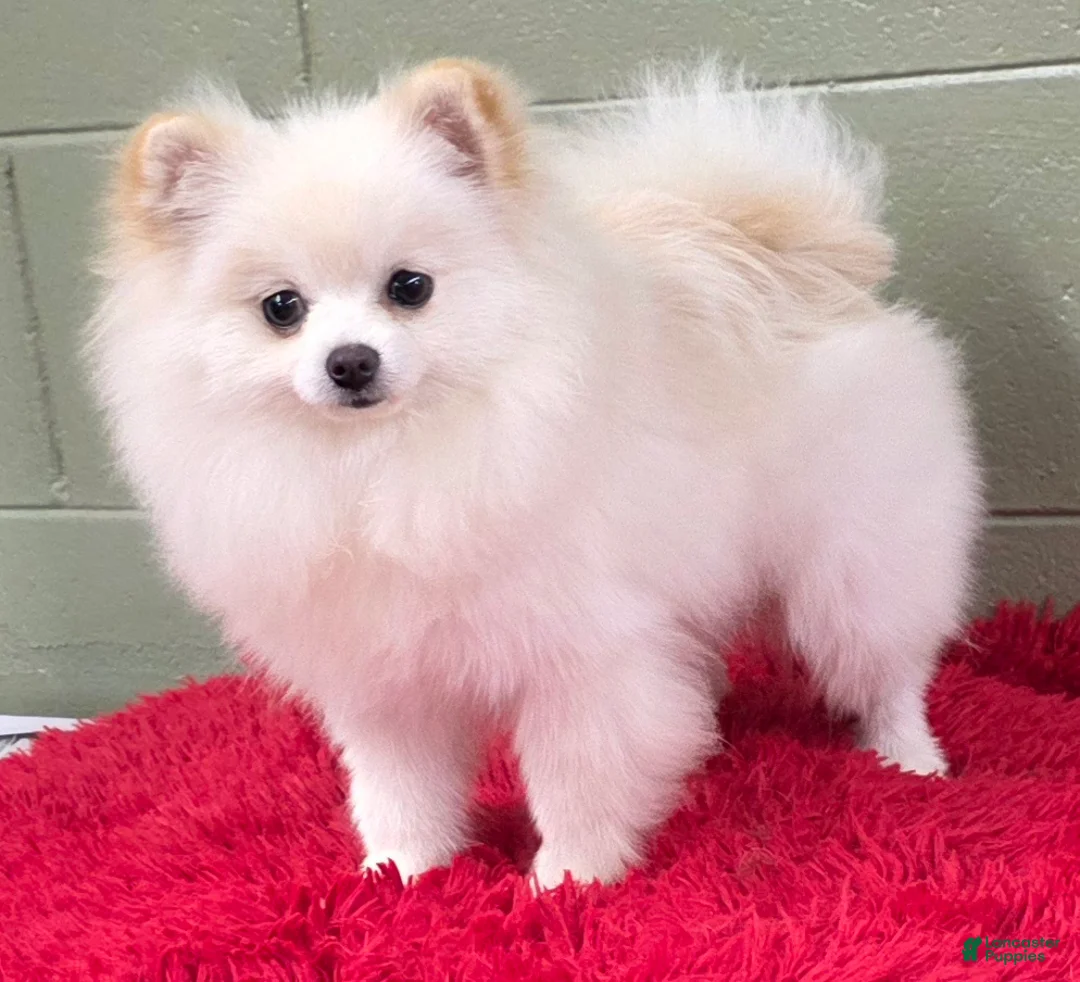 Pomeranian dogs for sale: Pomeranian Puppy 1 - Ad 6