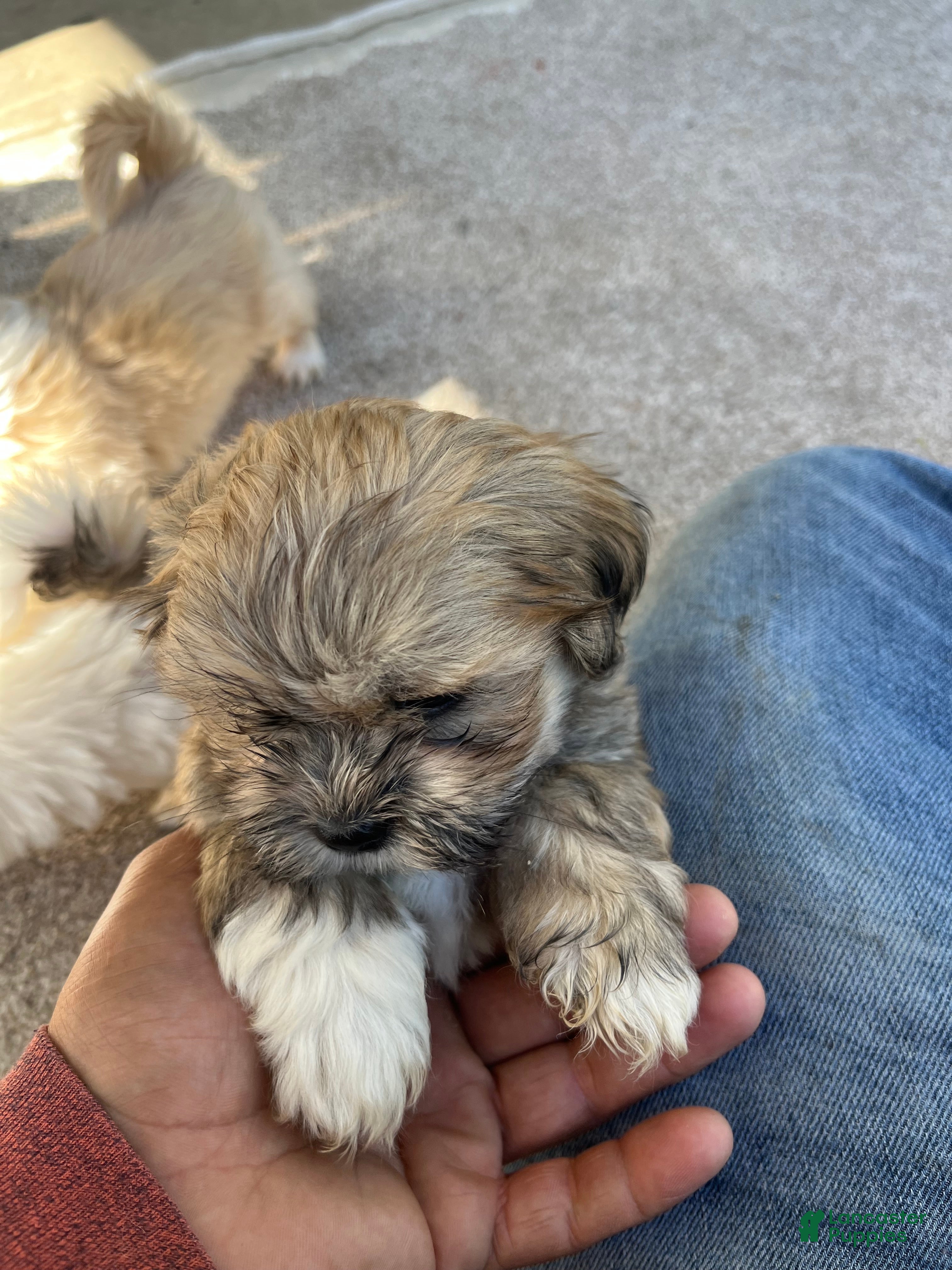 Havanese dogs Havanese Puppy 2 - Ad 5