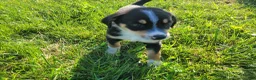 Sheprador dogs for sale: Kim - Ad 3